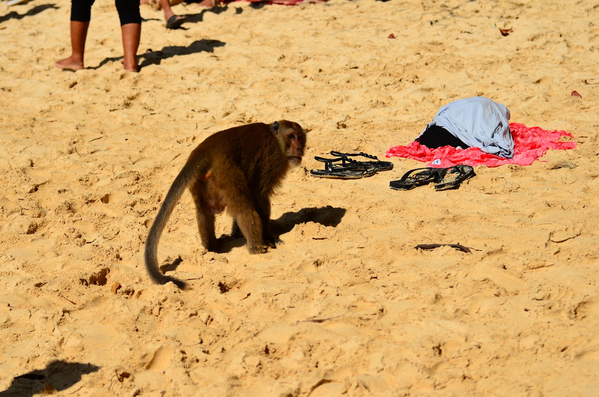 A monkey on the beach